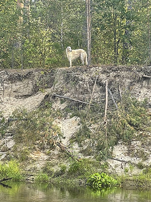 Кай в живой природе.